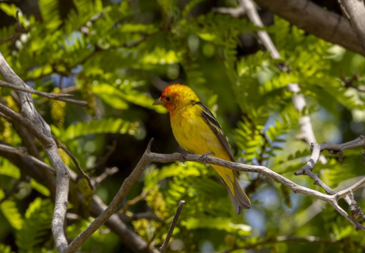 Western Tanager - ML619758052
