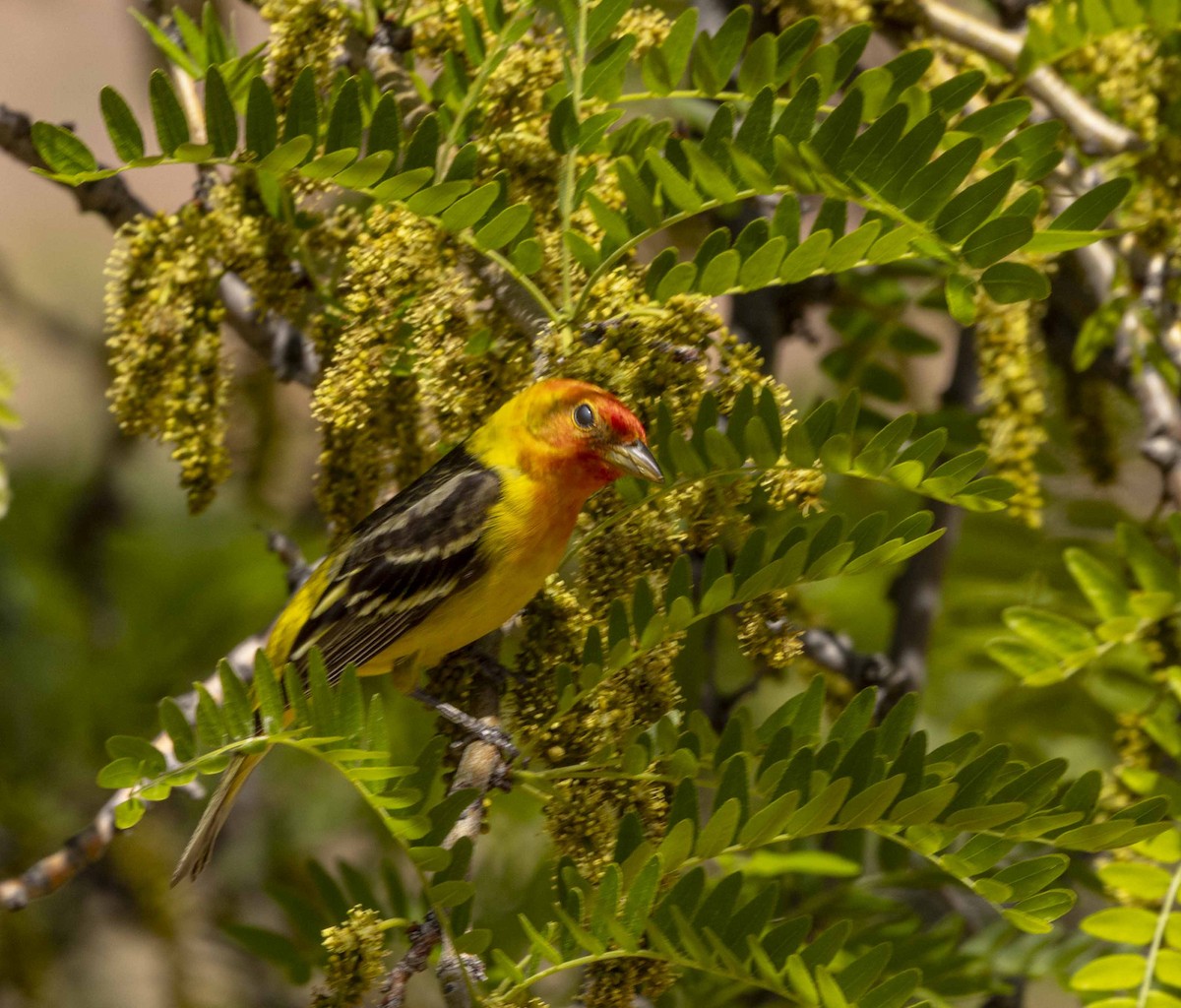 Western Tanager - ML619758054