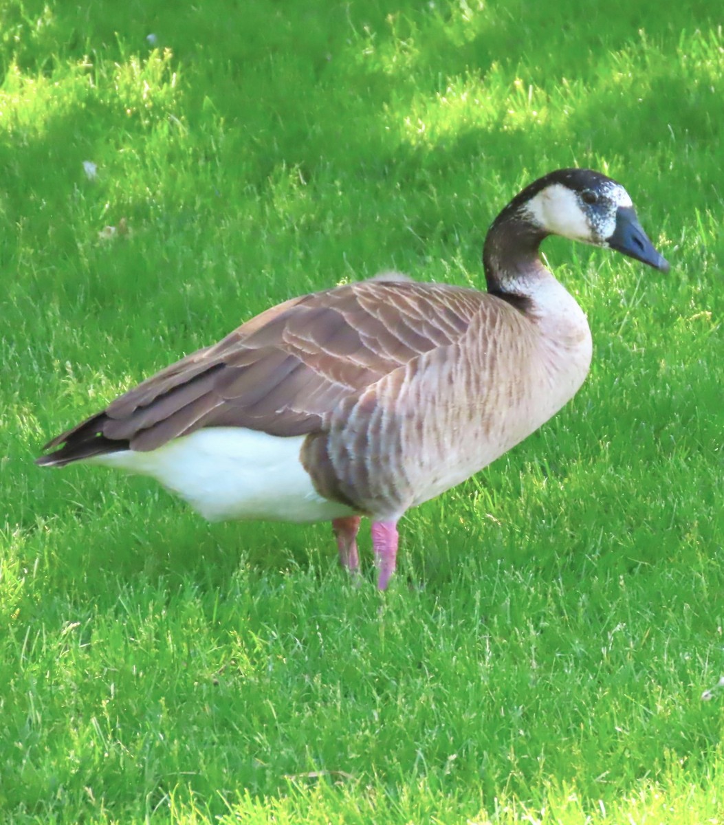 Greater White-fronted x Canada Goose (hybrid) - ML619758059