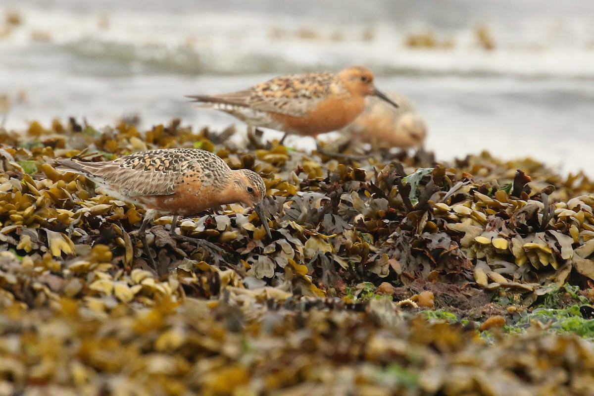 Red Knot - ML619758061