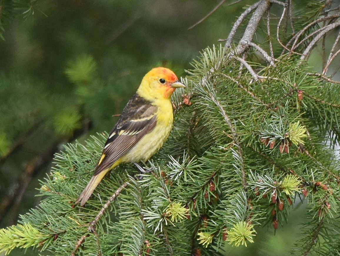 Western Tanager - ML619758077