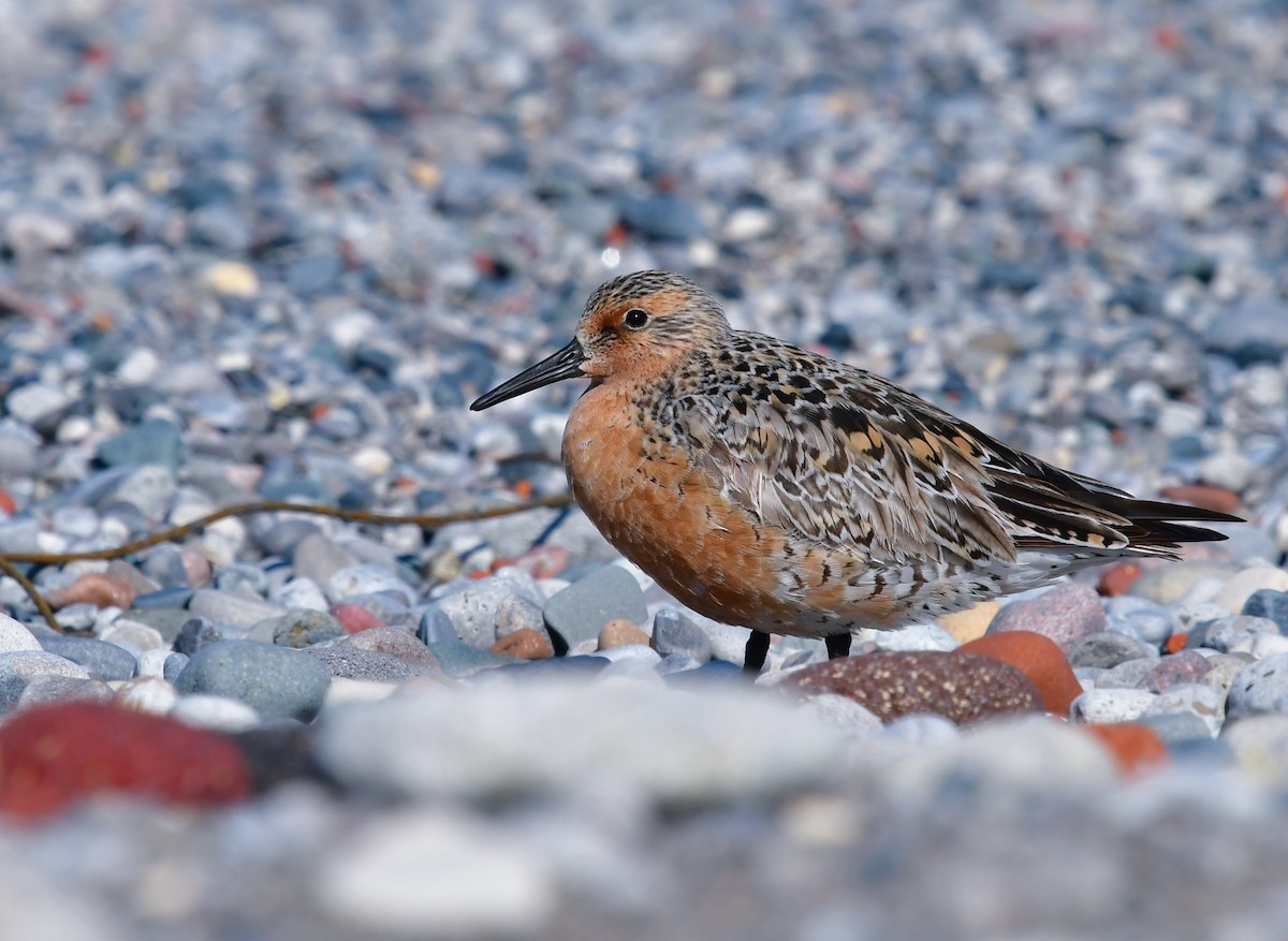 Red Knot - ML619758094