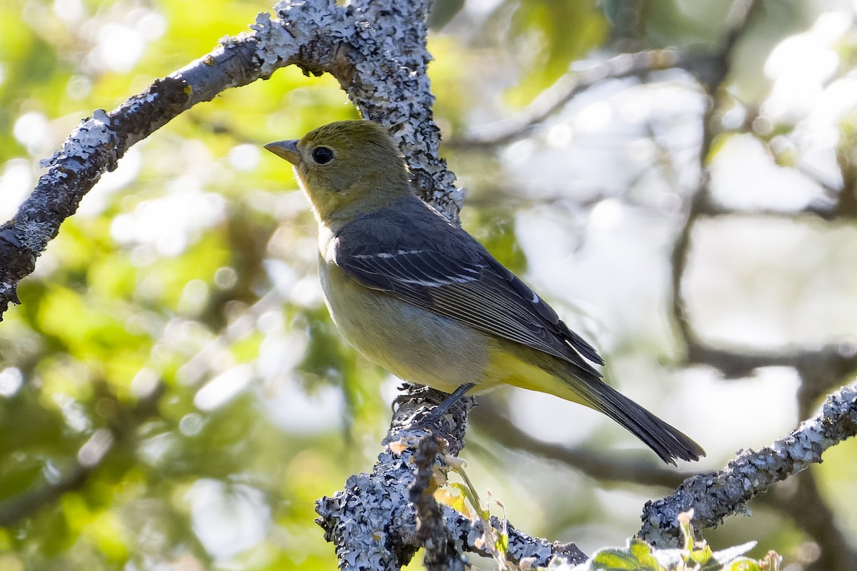 Western Tanager - ML619758115