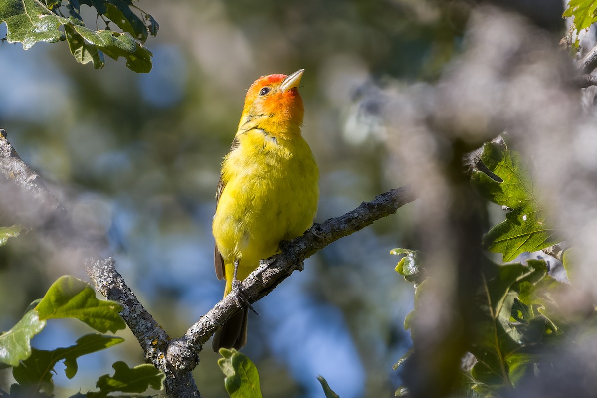 Western Tanager - ML619758116