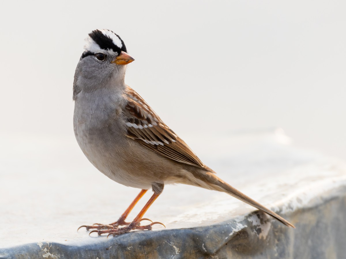 White-crowned Sparrow - ML619758120