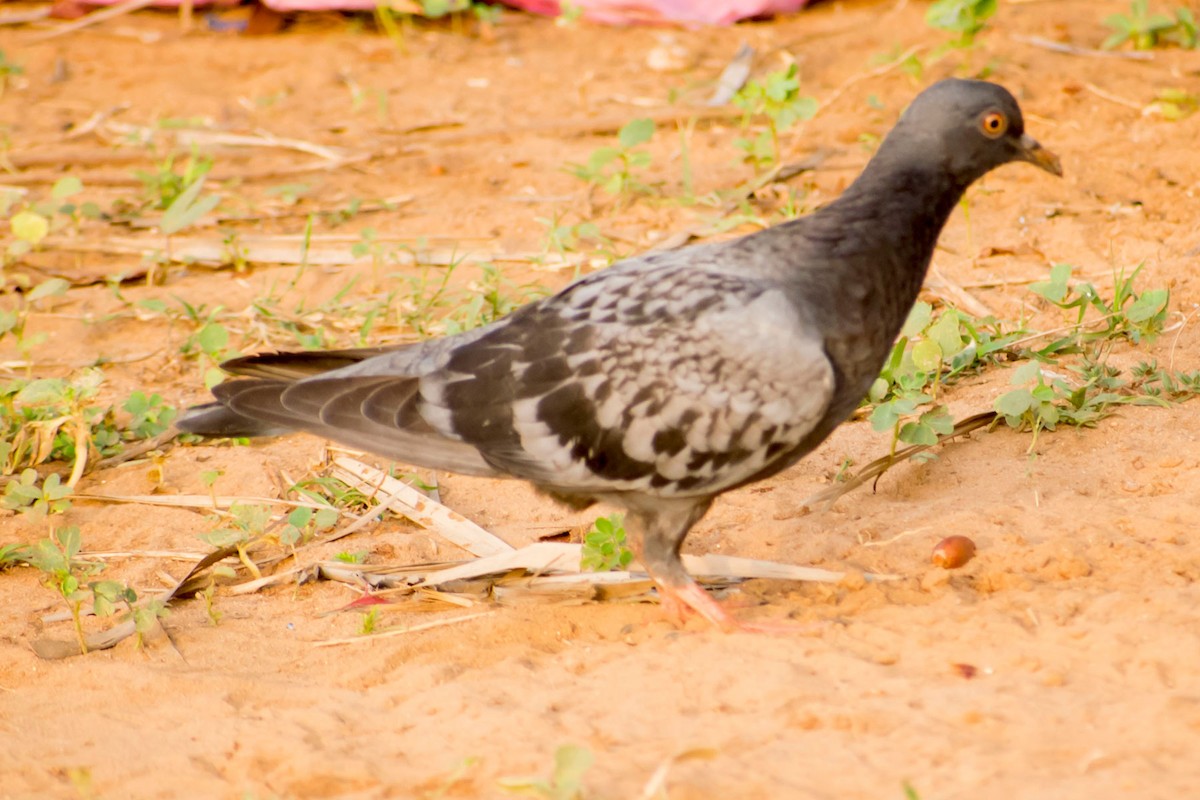 Rock Pigeon (Feral Pigeon) - ML619758228