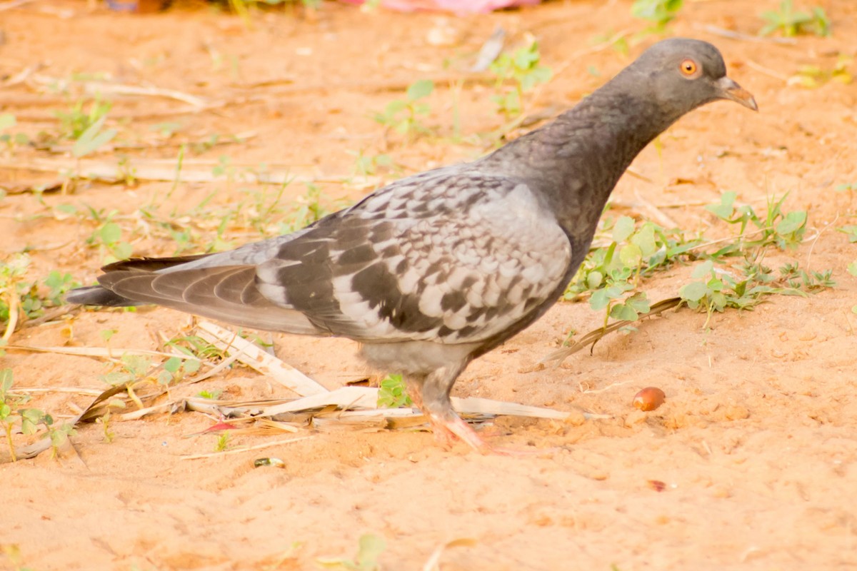 Rock Pigeon (Feral Pigeon) - ML619758230