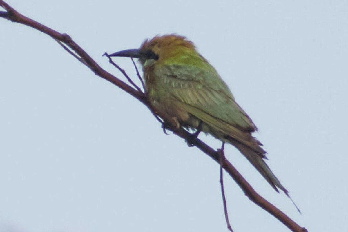 Asian Green Bee-eater - ML619758261