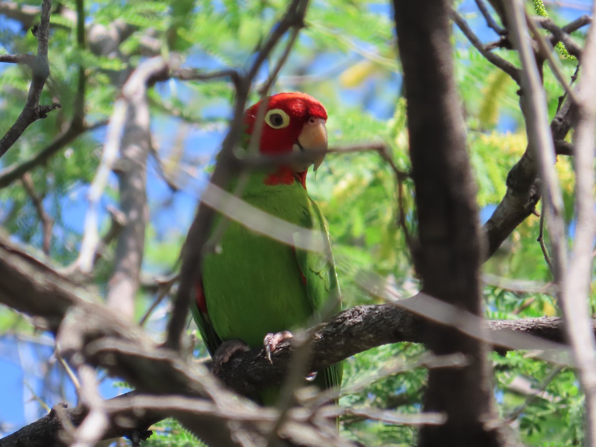 Red-masked Parakeet - ML619758262