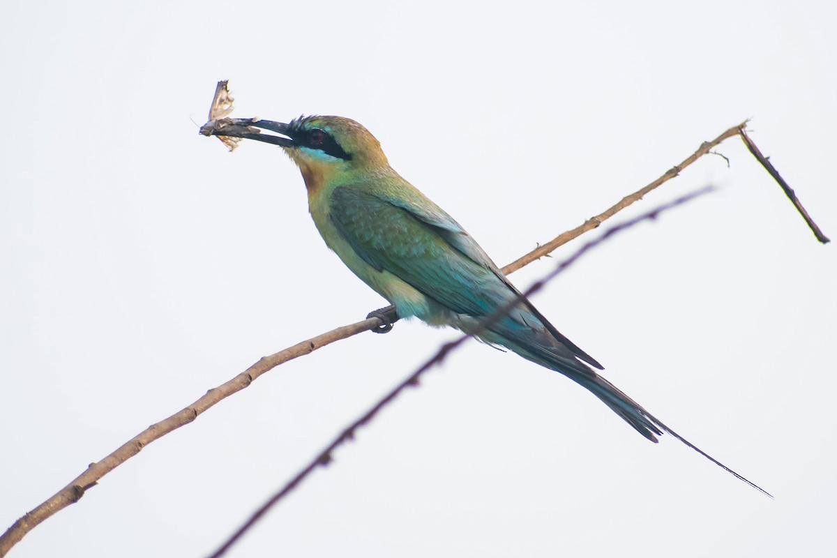 Blue-tailed Bee-eater - ML619758264