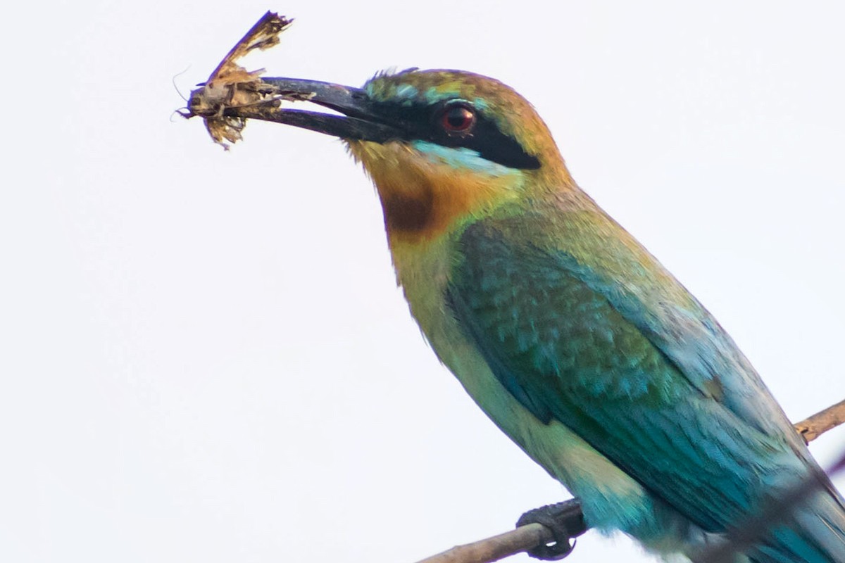 Blue-tailed Bee-eater - ML619758265