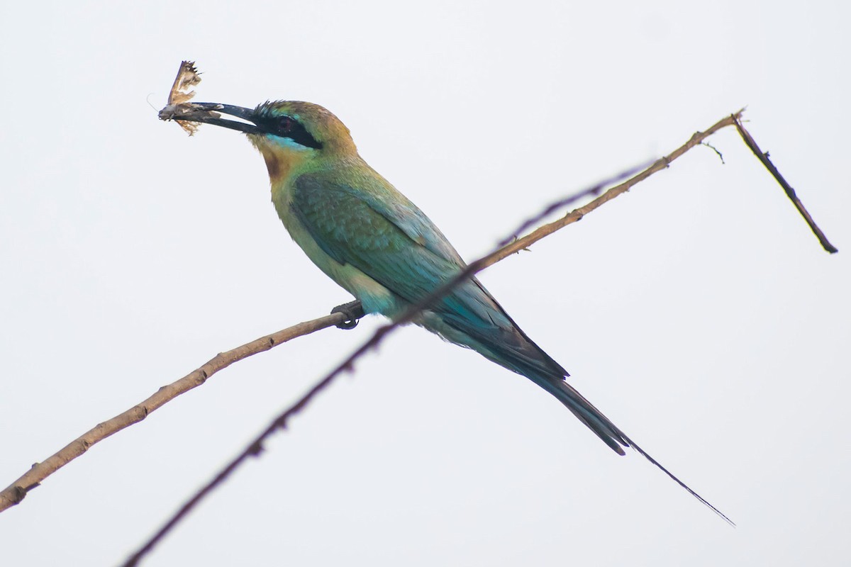 Blue-tailed Bee-eater - ML619758266