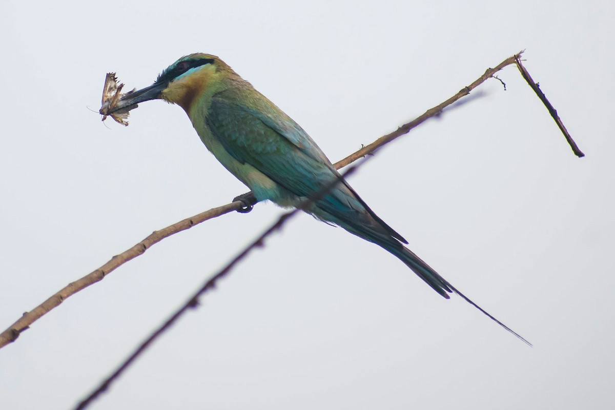 Blue-tailed Bee-eater - ML619758267