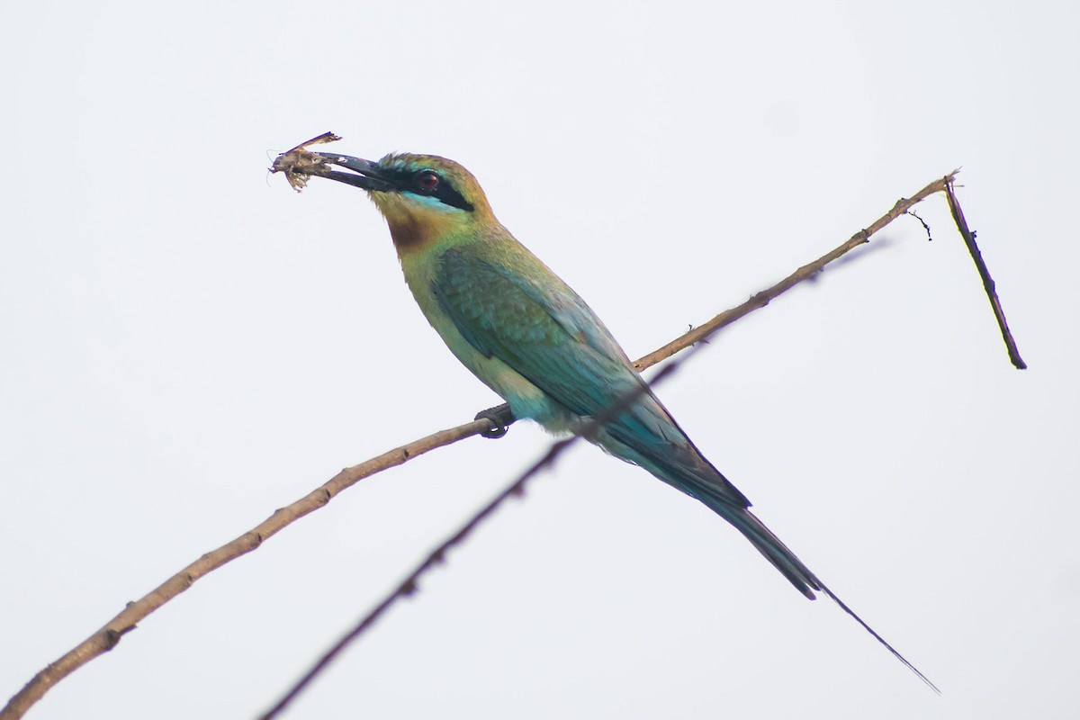 Blue-tailed Bee-eater - ML619758268