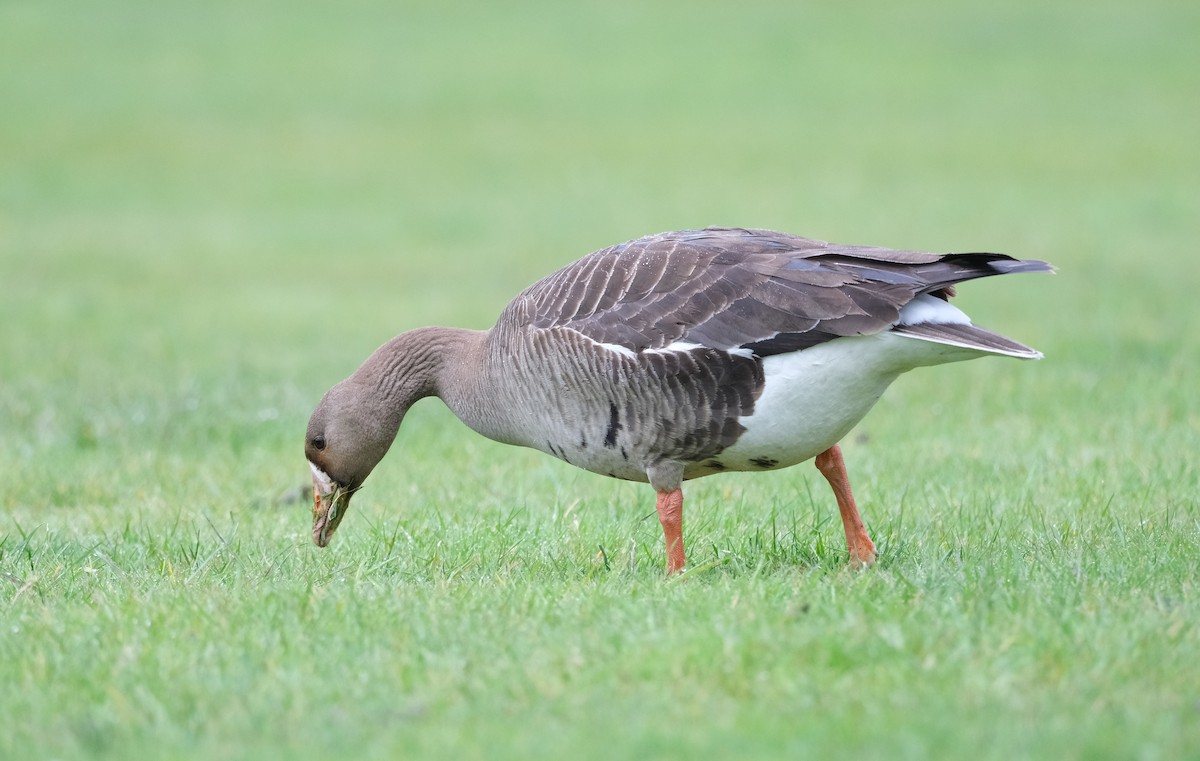 Greater White-fronted Goose - ML619758316