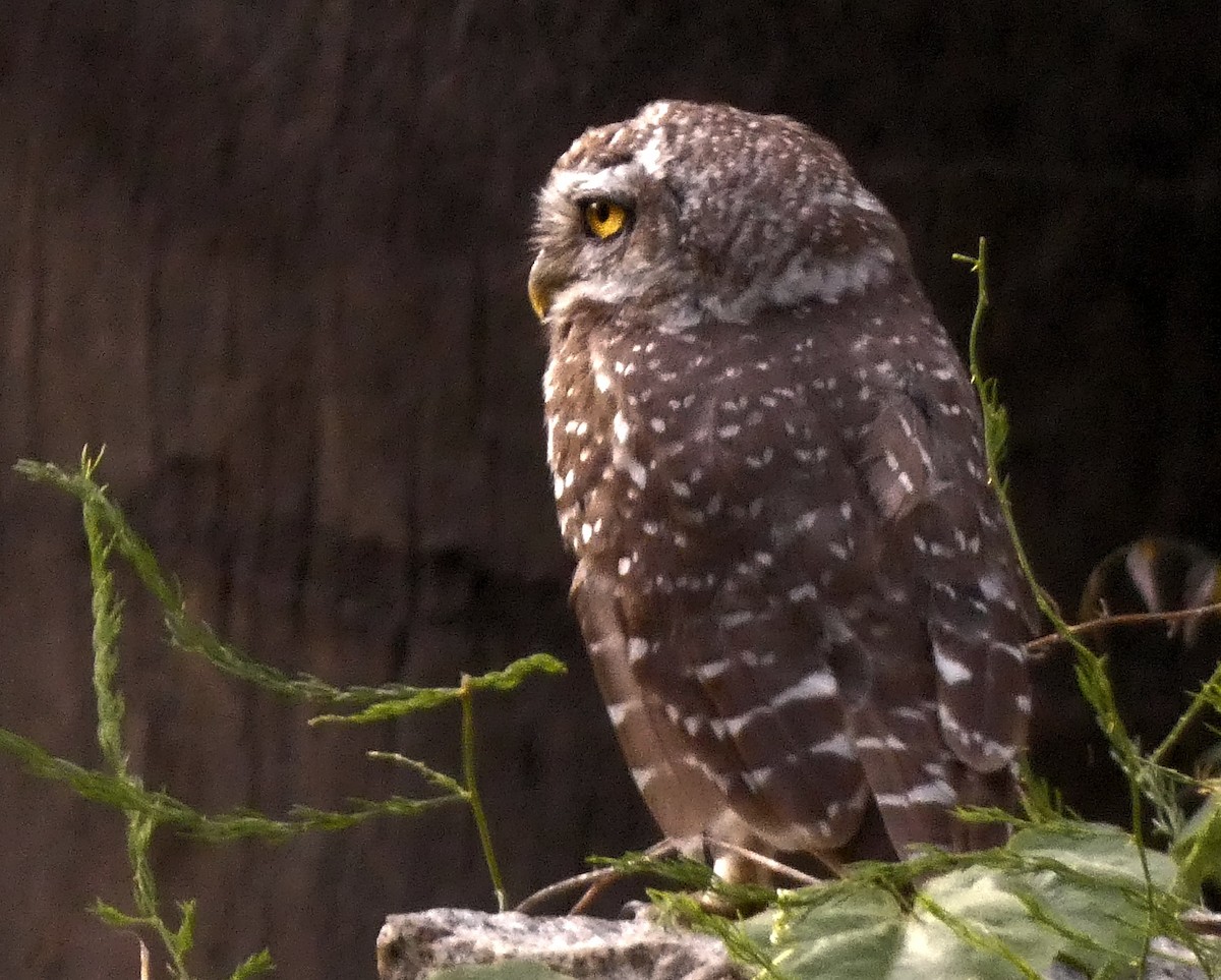 Spotted Owlet - ML619758335