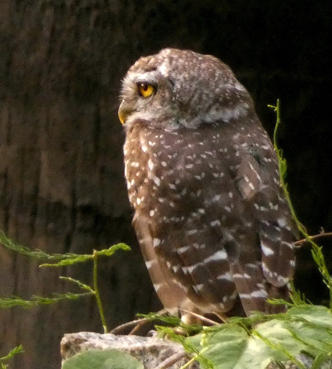 Spotted Owlet - ML619758336