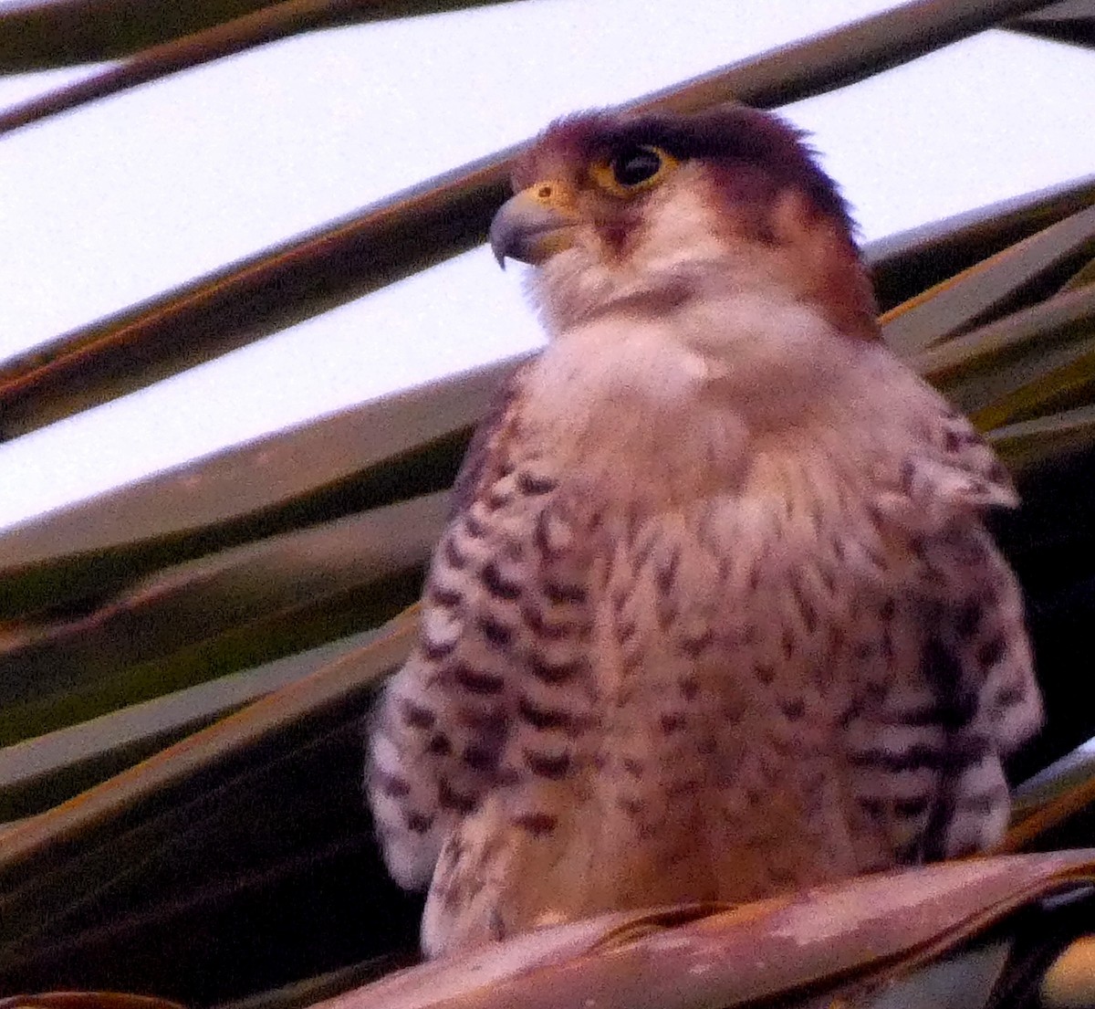 Red-necked Falcon (Asian) - ML619758339