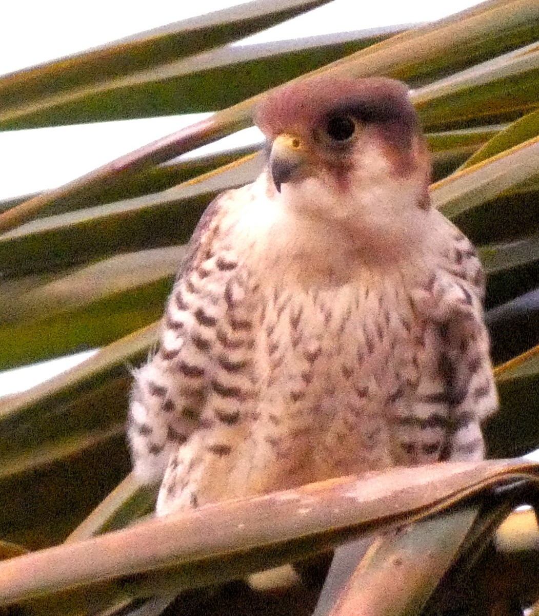 Red-necked Falcon (Asian) - ML619758340