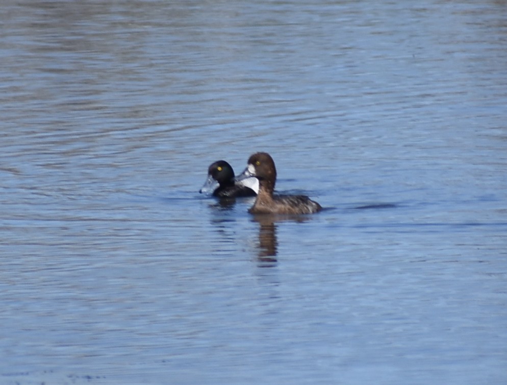 Greater/Lesser Scaup - ML619758370