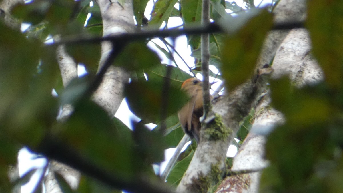 Smoky-brown Woodpecker - ML619758381