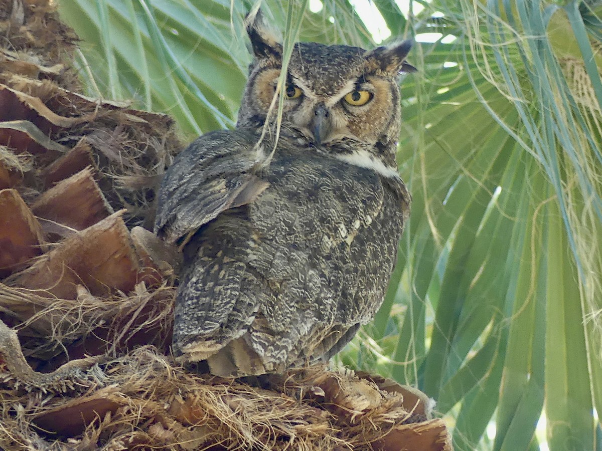 Great Horned Owl - ML619758387