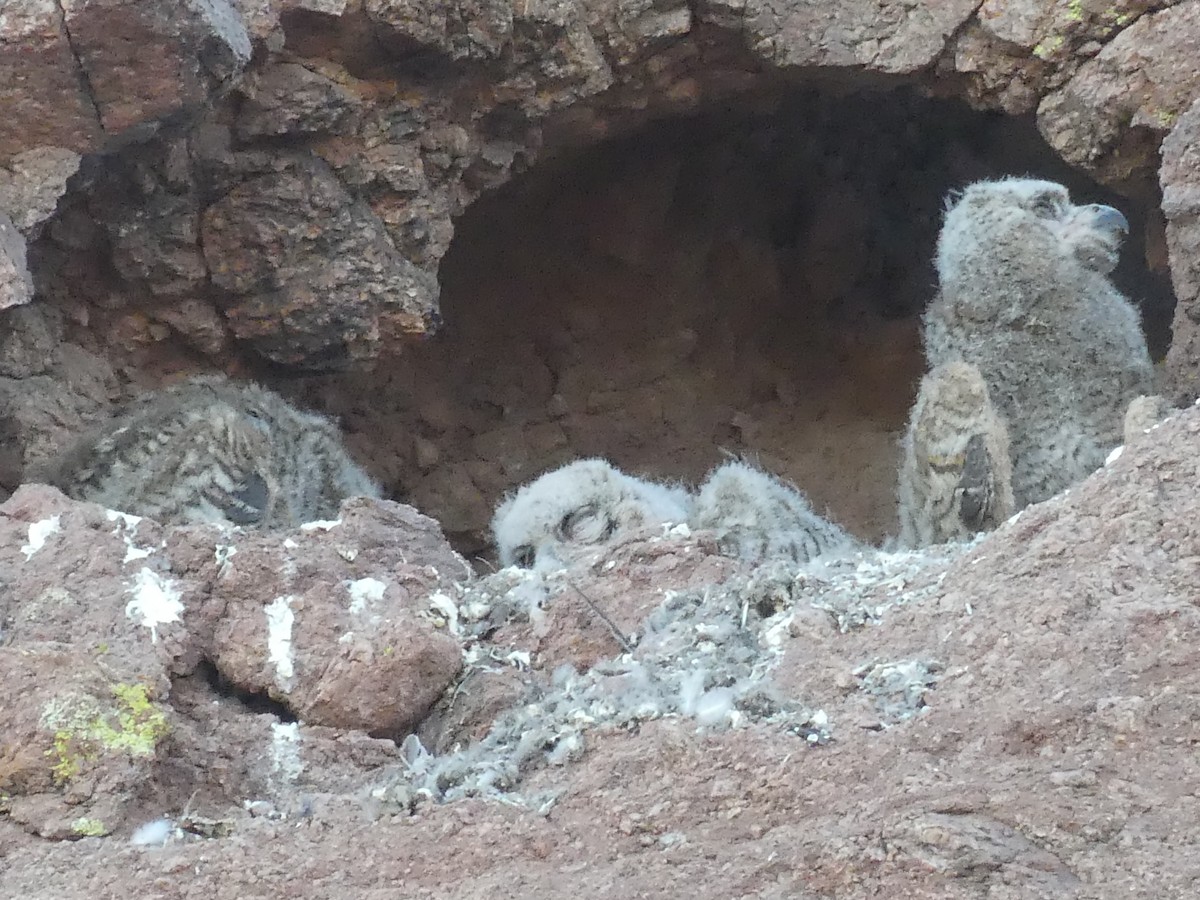 Great Horned Owl - ML619758388