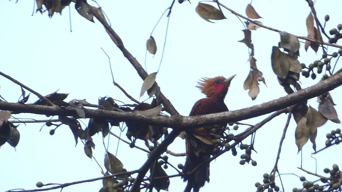 Chestnut-colored Woodpecker - ML619758396