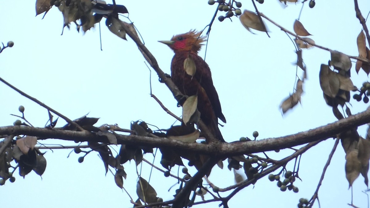 Chestnut-colored Woodpecker - ML619758397