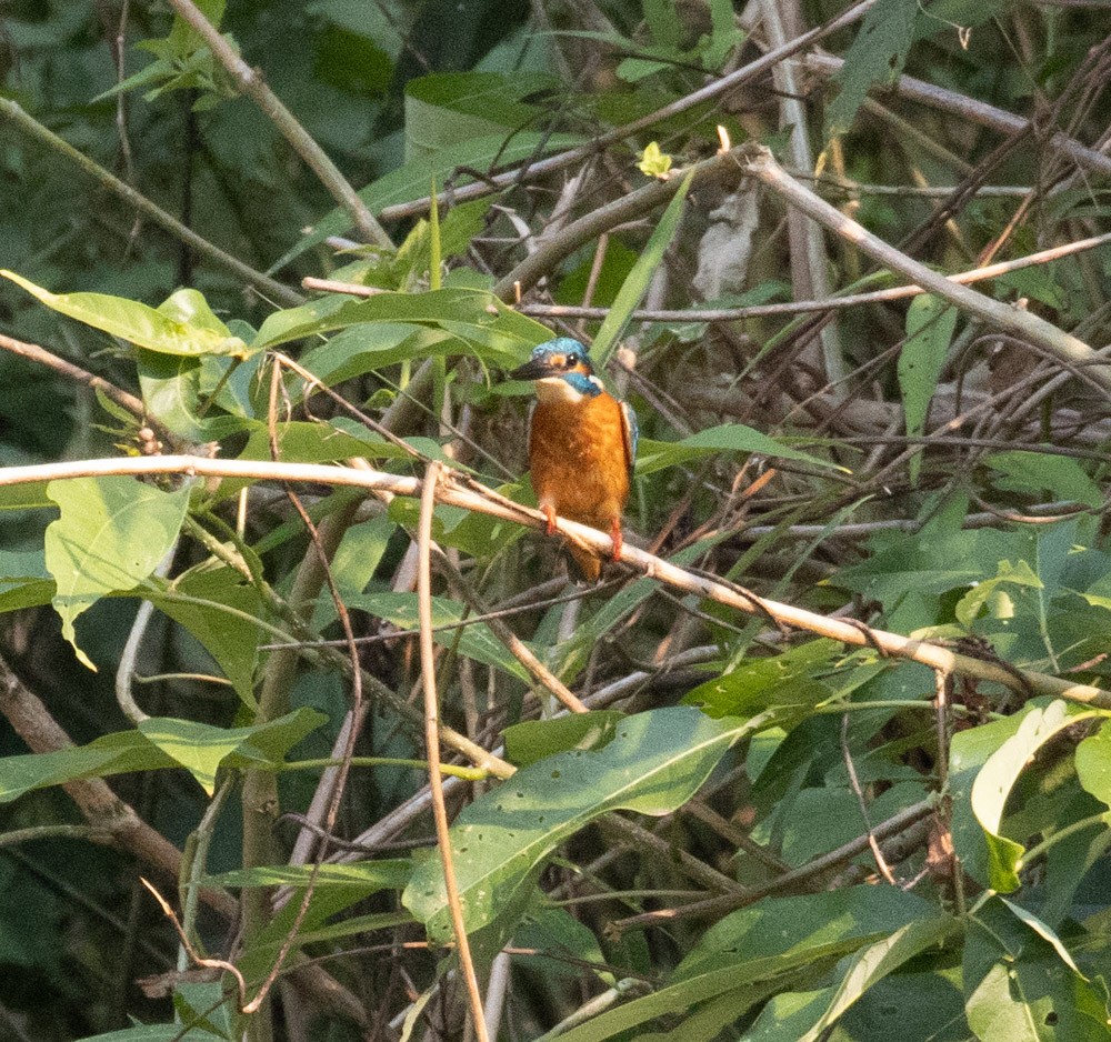 Common Kingfisher - ML619758412