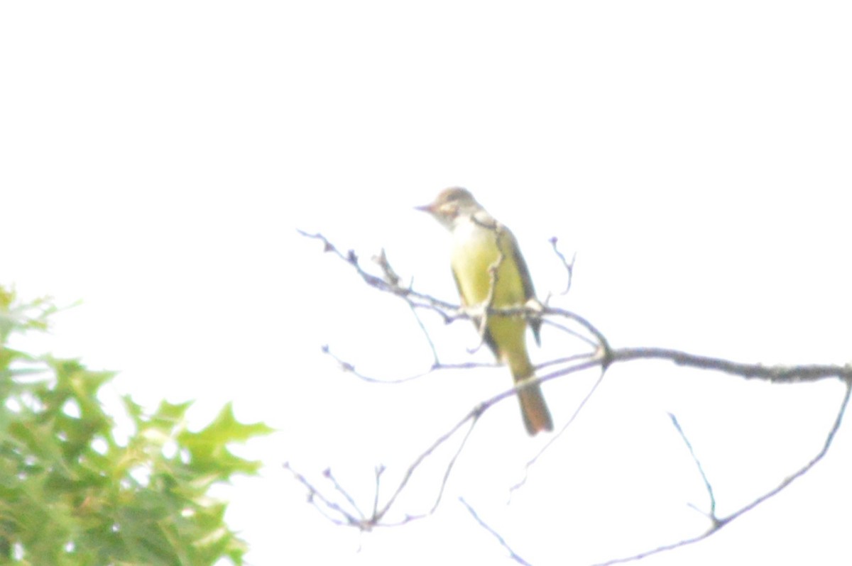 Great Crested Flycatcher - ML619758448