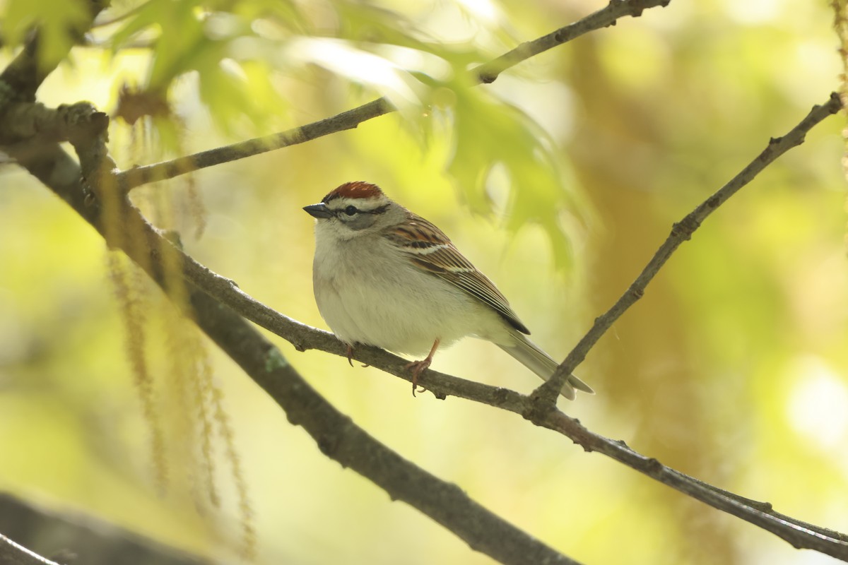 Chipping Sparrow - ML619758453