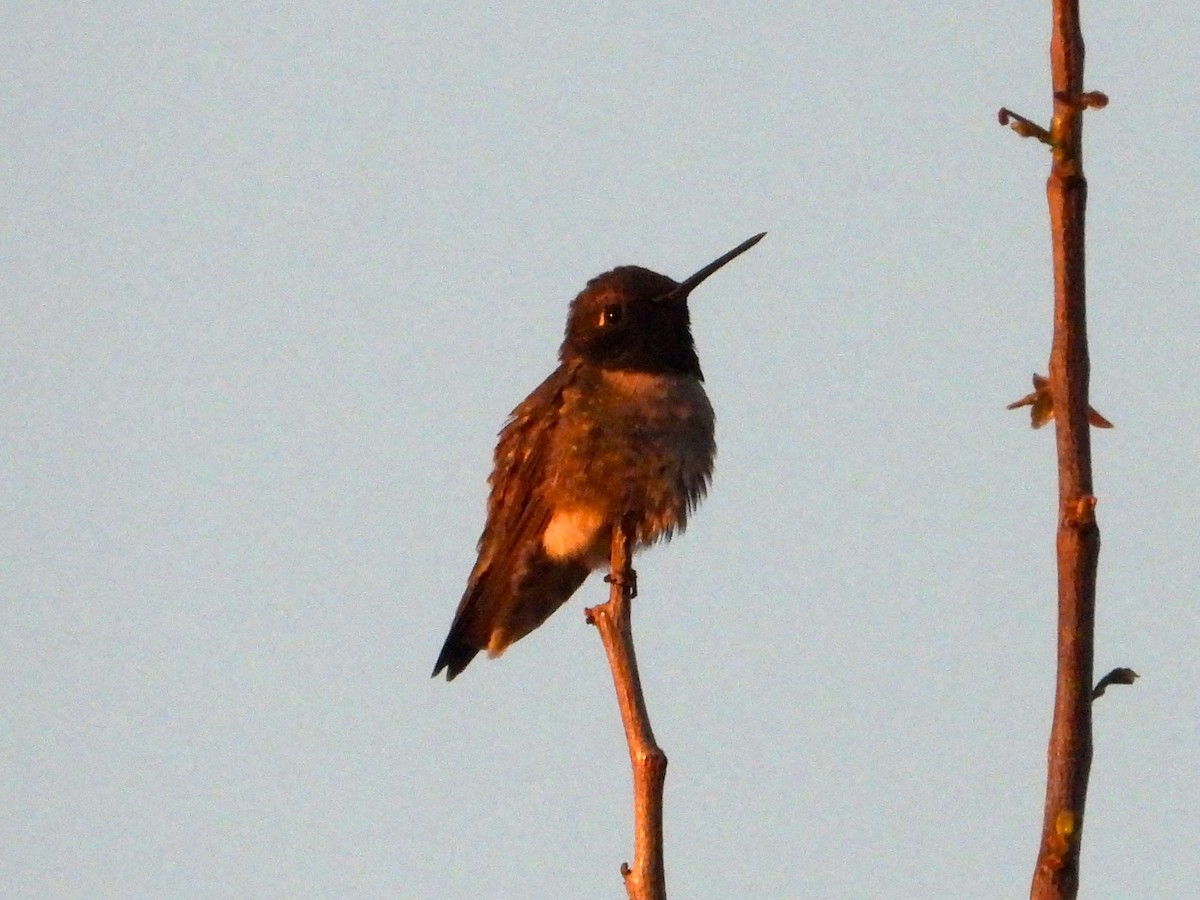 Black-chinned Hummingbird - ML619758458