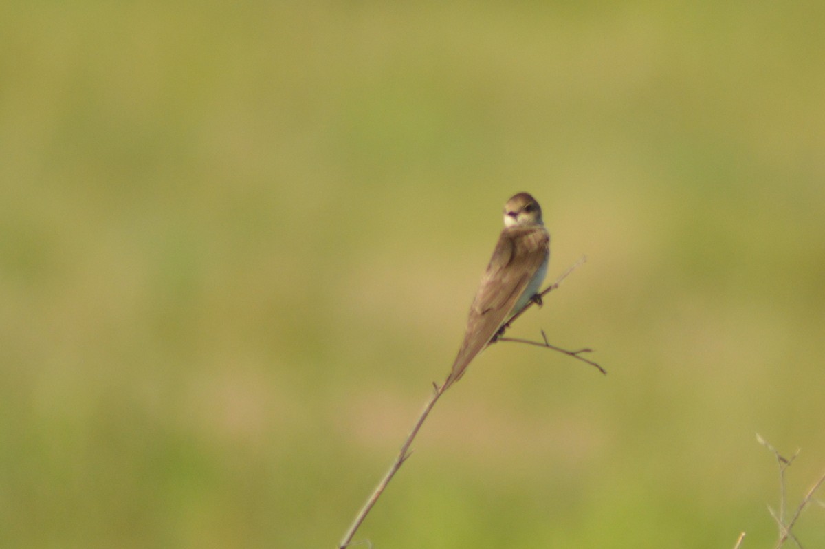 Northern Rough-winged Swallow - ML619758459
