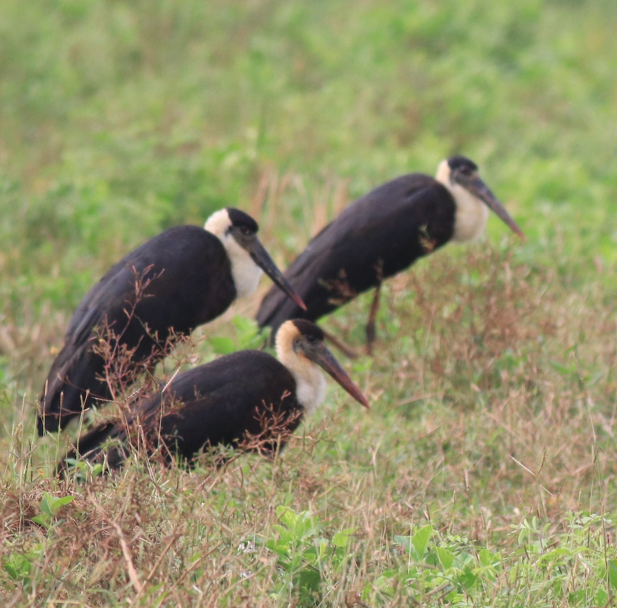 Asian Woolly-necked Stork - ML619758481