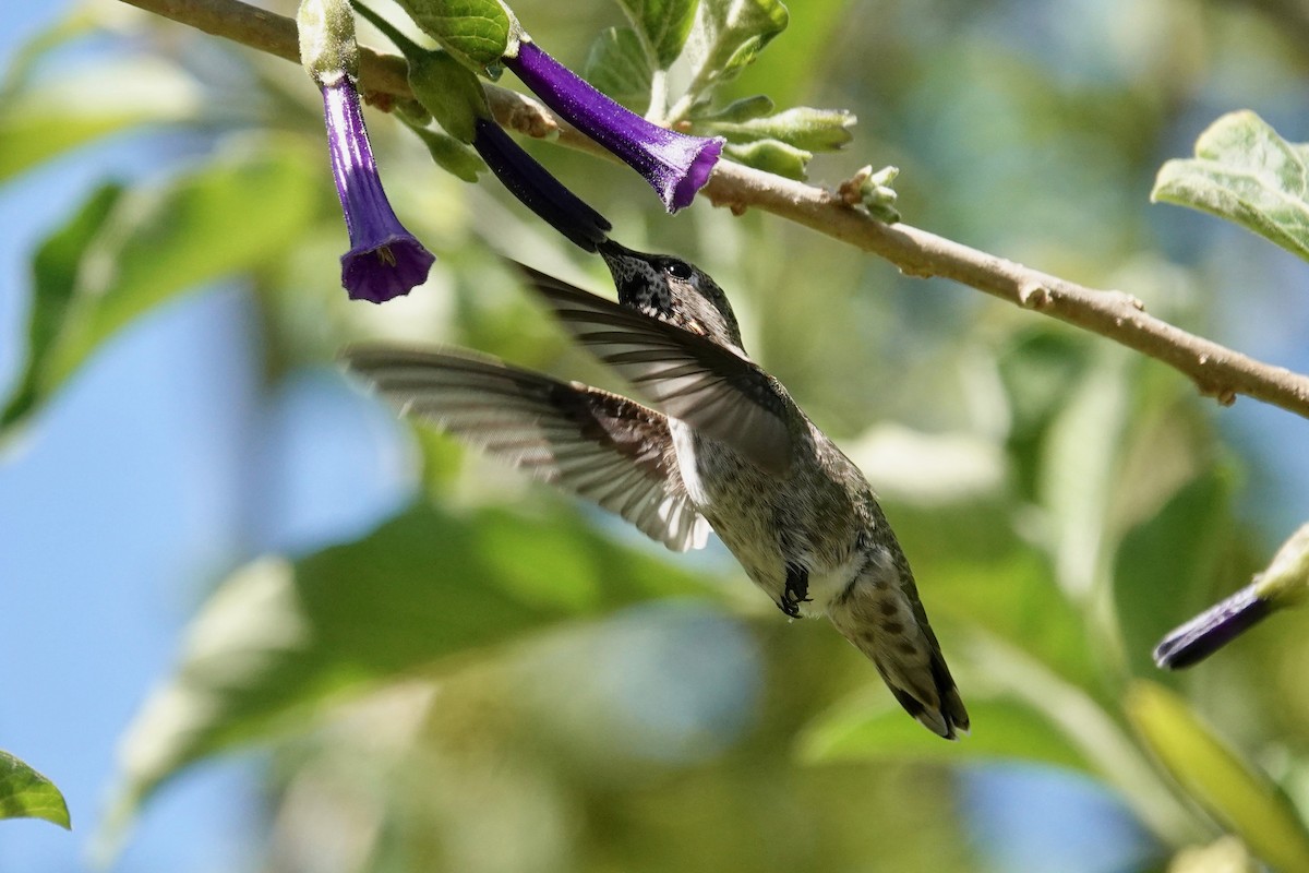 Anna's Hummingbird - ML619758523