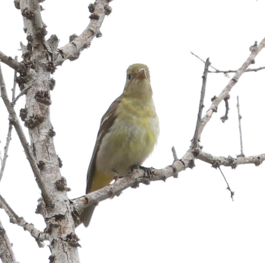 Western Tanager - ML619758549