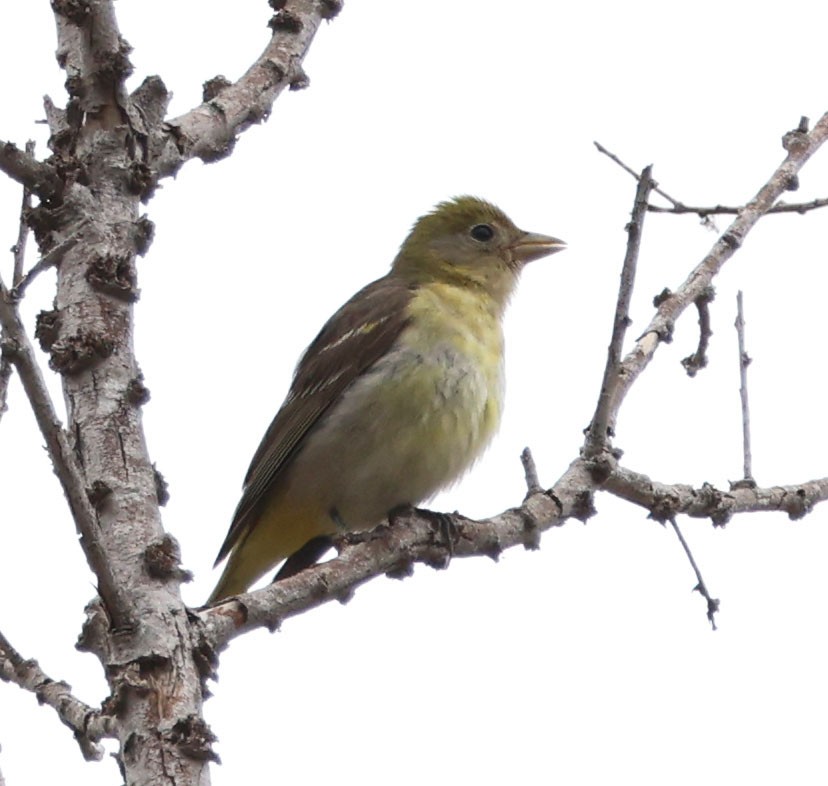 Western Tanager - ML619758550