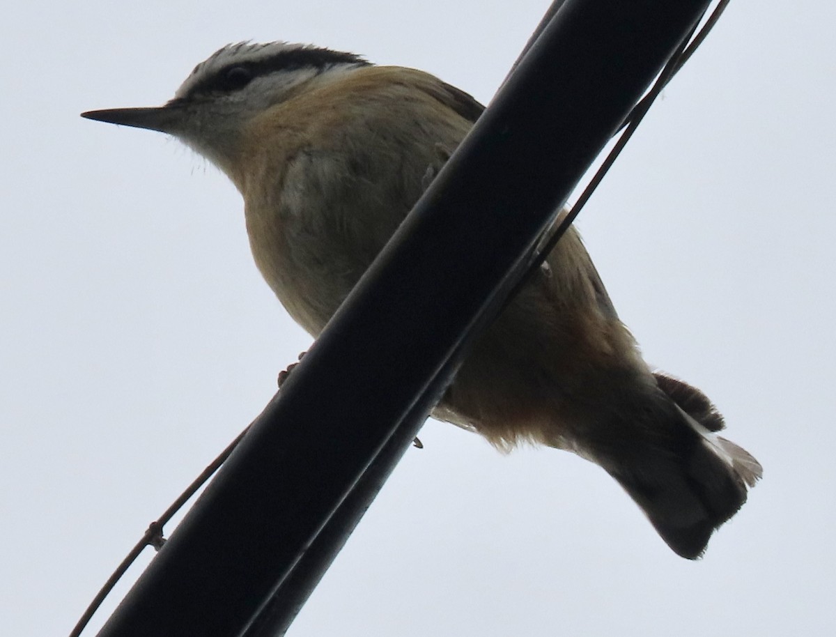 Red-breasted Nuthatch - ML619758559
