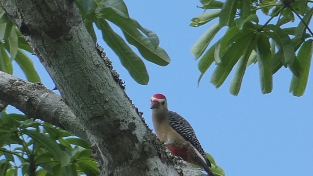 Golden-fronted Woodpecker - ML619758609