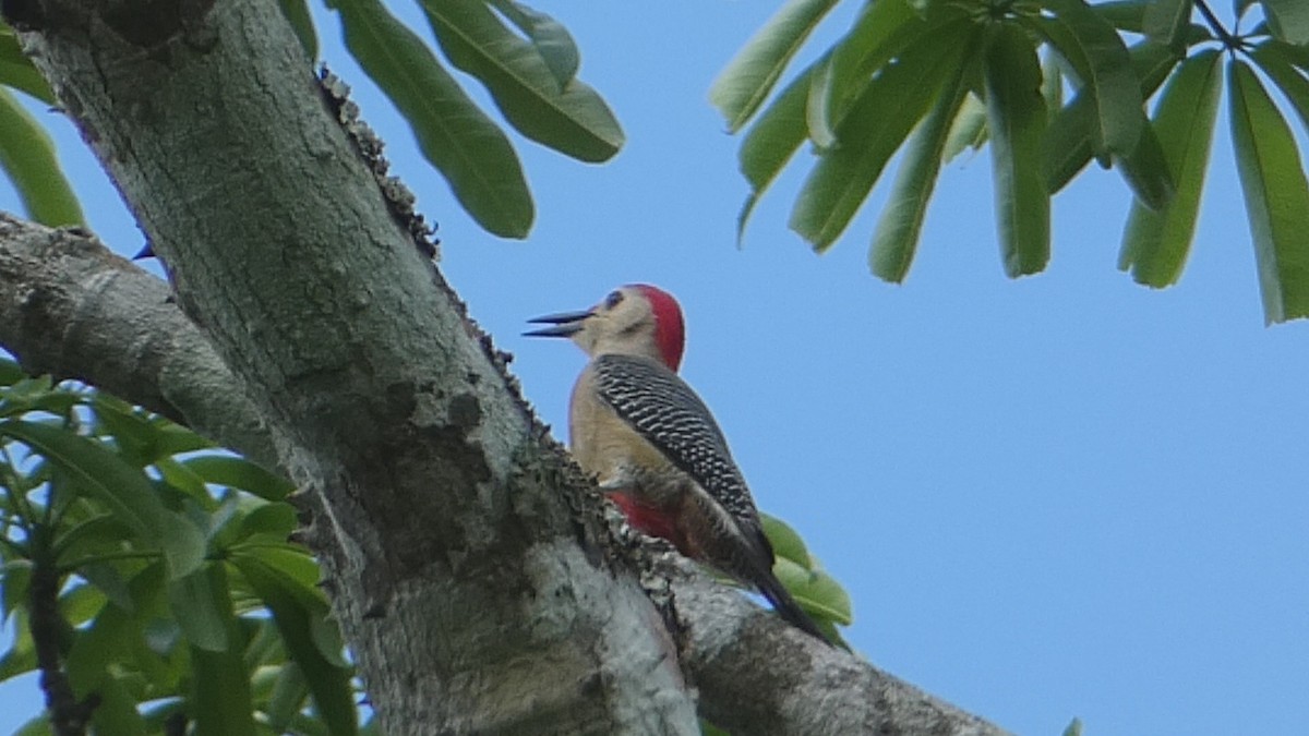 Golden-fronted Woodpecker - ML619758610