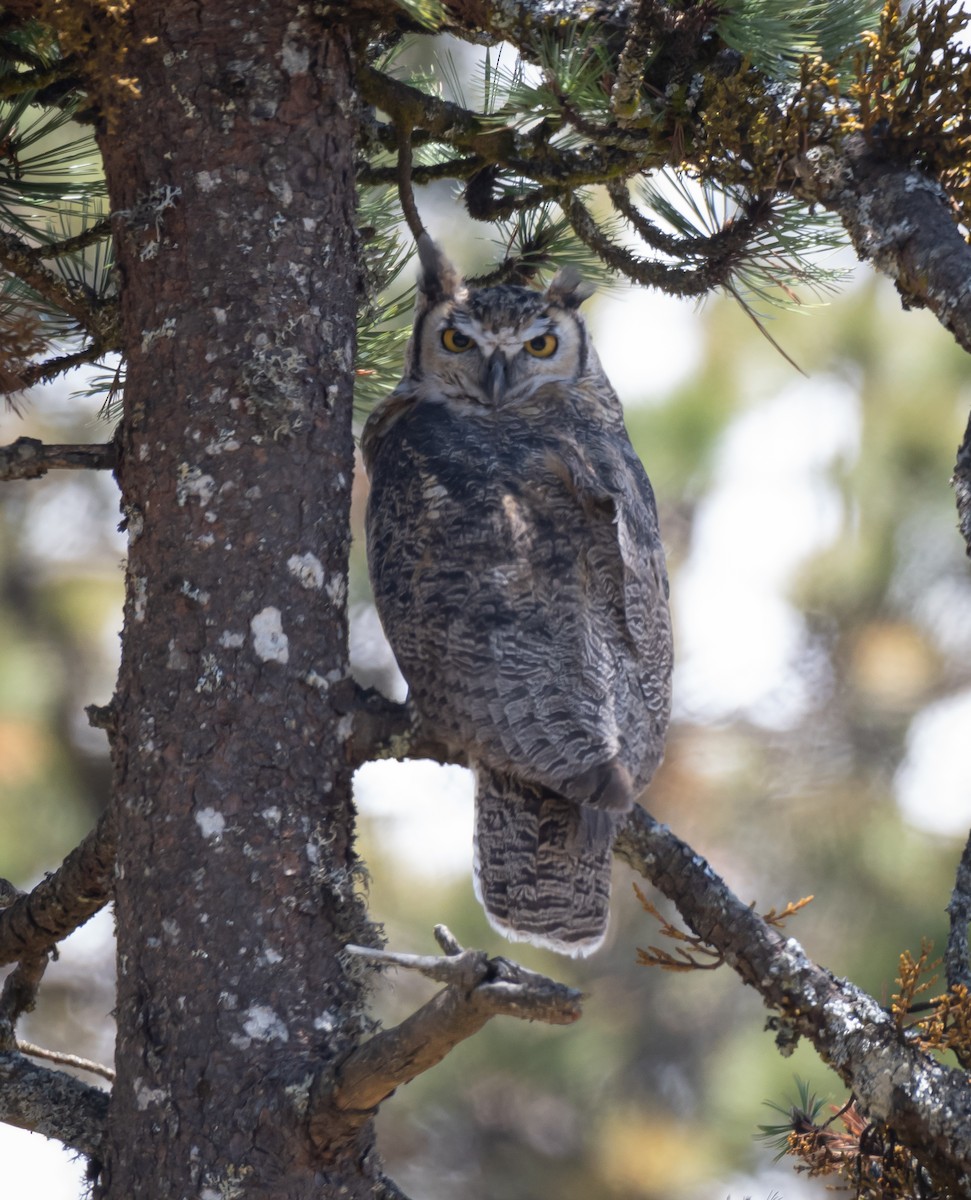 Great Horned Owl - ML619758611