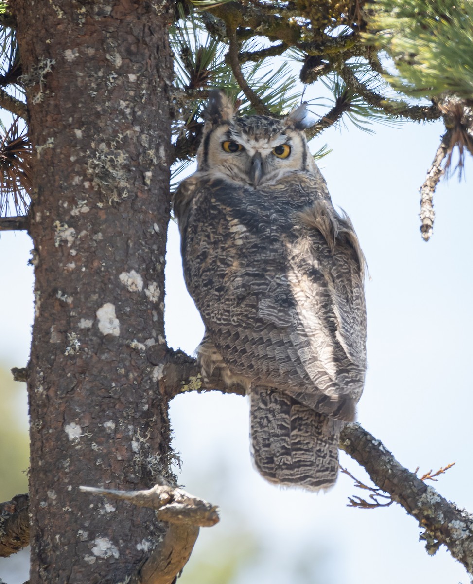 Great Horned Owl - ML619758612