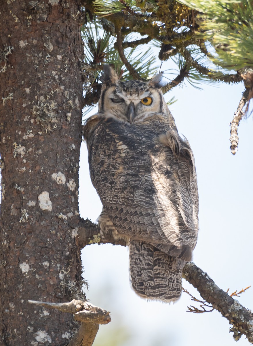 Great Horned Owl - ML619758613