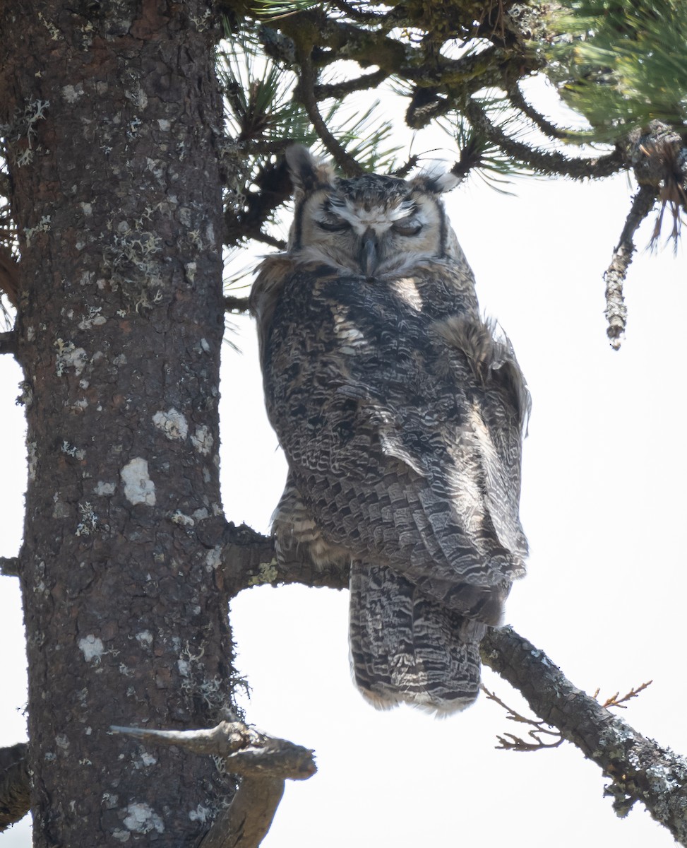 Great Horned Owl - ML619758614