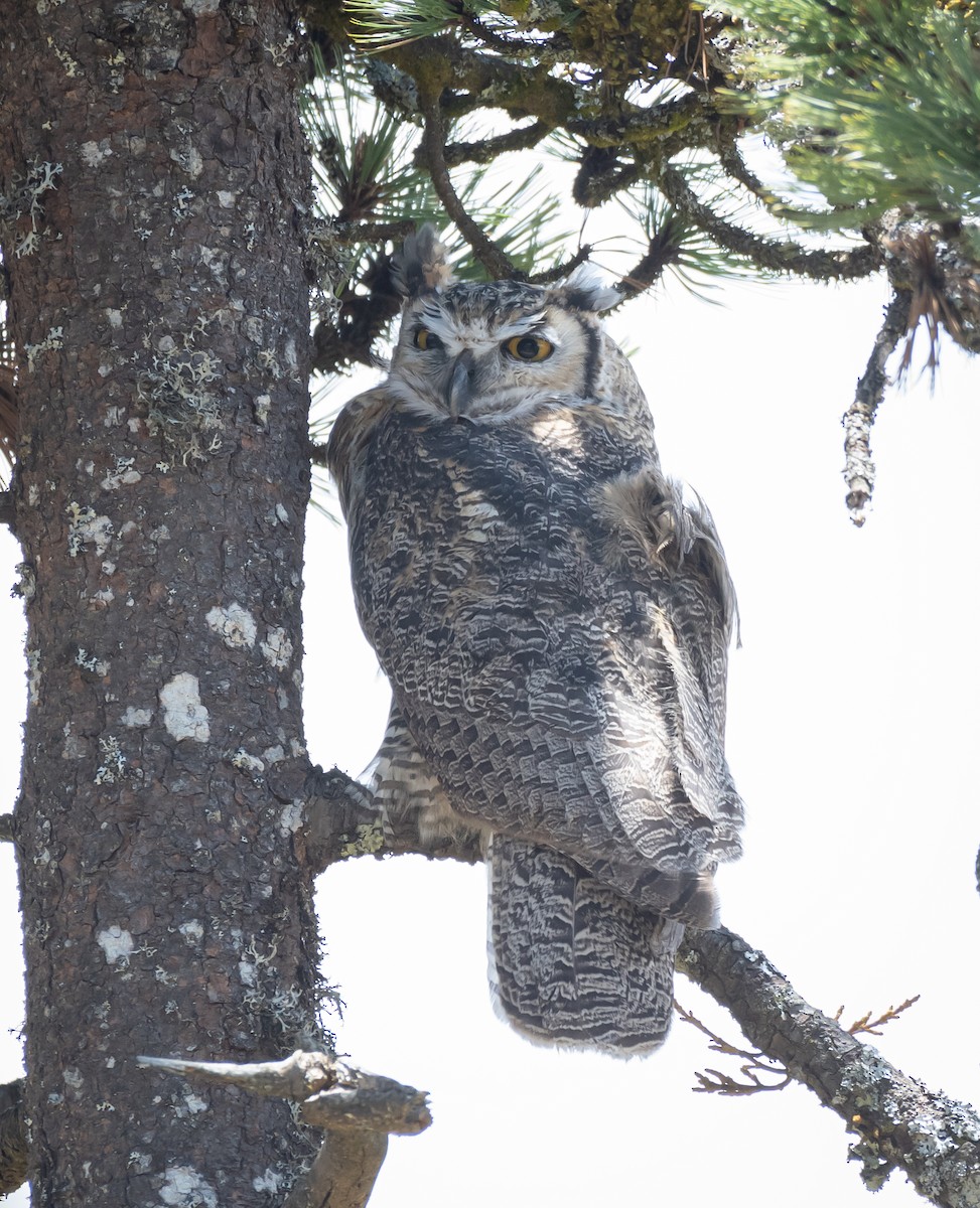 Great Horned Owl - ML619758615
