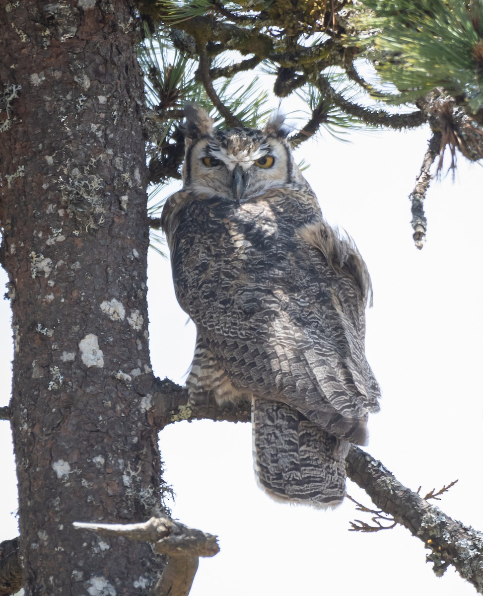 Great Horned Owl - ML619758616