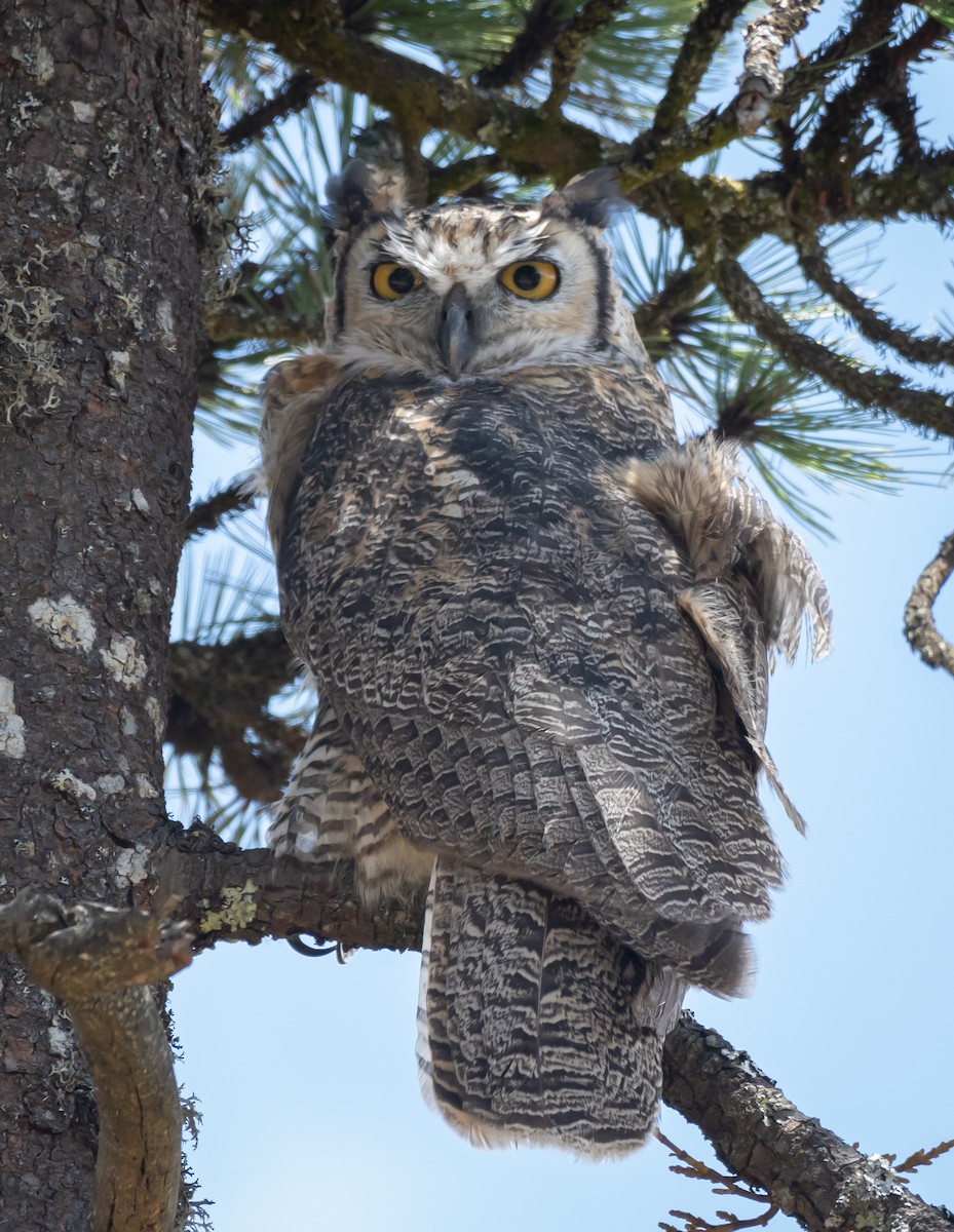 Great Horned Owl - ML619758617