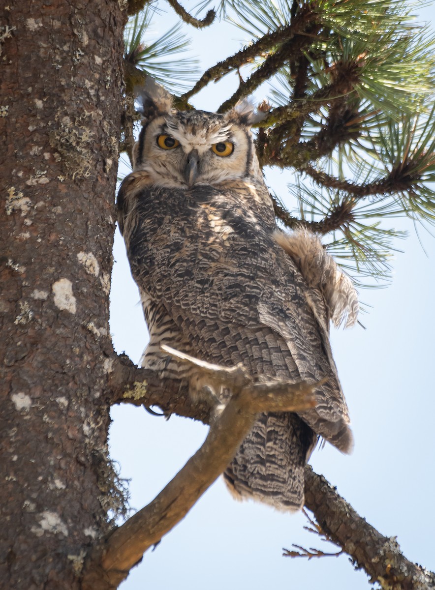 Great Horned Owl - ML619758618