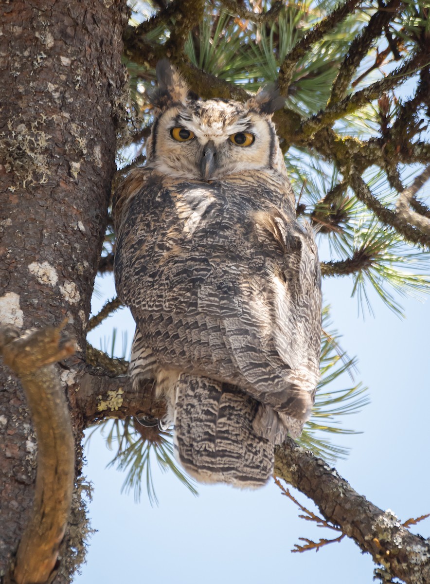 Great Horned Owl - ML619758619